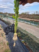팜모닝 자유주제·자유게시판 게시글 이미지