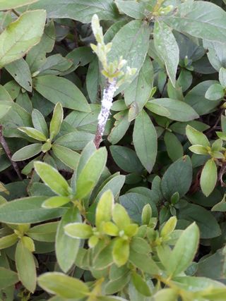 성복동도시농부님의 기타작물 · 병해충상담 작성글 사진