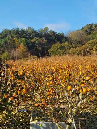 정수산님의 자유주제 · 자유게시판 작성글 사진