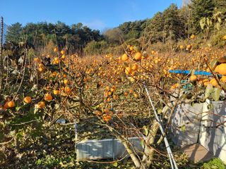 정수산님의 자유주제 · 자유게시판 작성글 사진