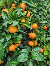 팜모닝 · 게시글 이미지