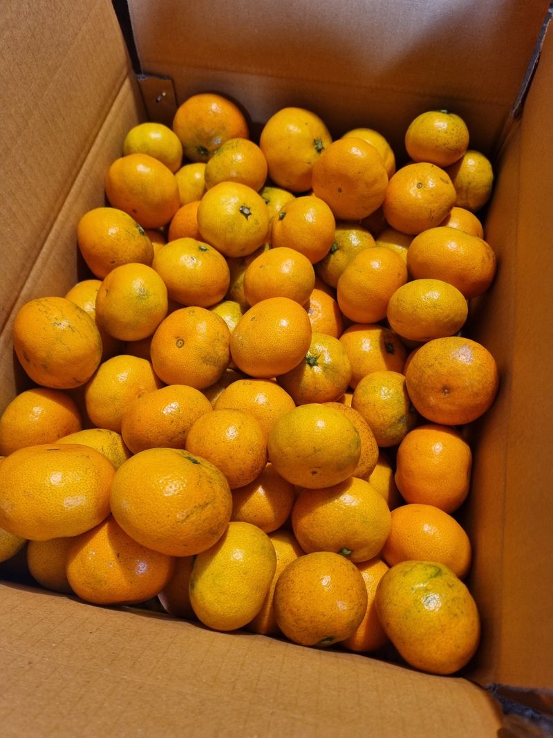 부금리(금강농원)님의 장터 판매 상품 [조생귤] 첨부 사진