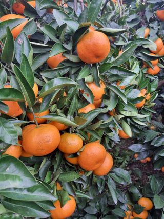 부금리(금강농원)님의 작성글 사진