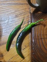 팜모닝 고추·병해충상담 게시글 이미지