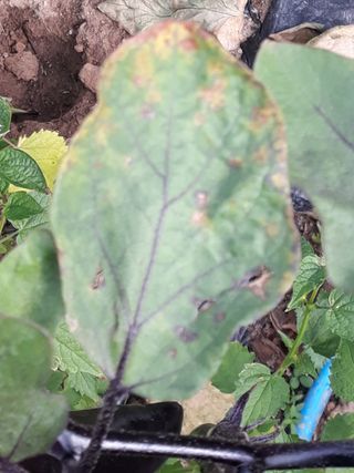 비트님의 기타작물 · 병해충상담 작성글 사진