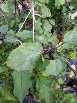 비트님의 기타작물 · 병해충상담 작성글 사진