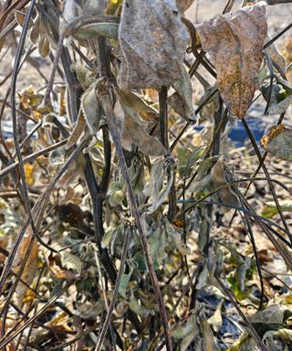 두릅나무8545님의 콩 · 병해충상담 작성글 사진