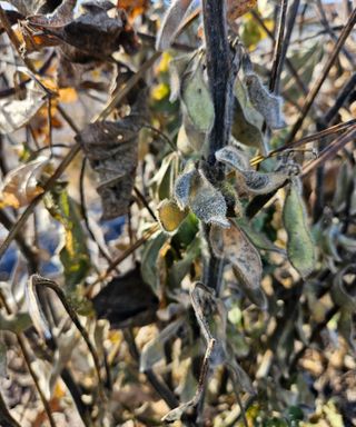 두릅나무8545님의 콩 · 병해충상담 작성글 사진