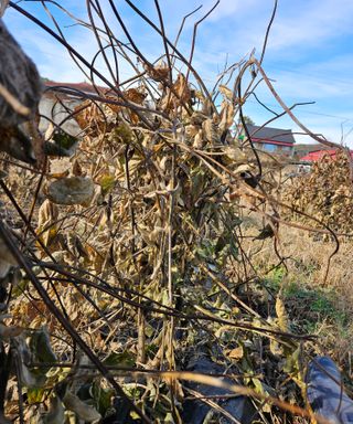 두릅나무8545님의 콩 · 병해충상담 작성글 사진