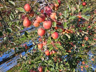 방재복님의 사과 · 영농일지 작성글 사진