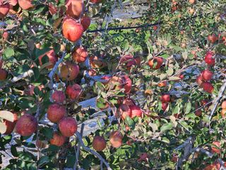 방재복님의 사과 · 영농일지 작성글 사진