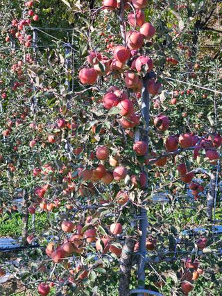 방재복님의 사과 · 영농일지 작성글 사진