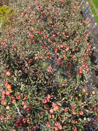 방재복님의 사과 · 영농일지 작성글 사진