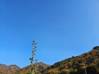 방재복님의 사과 · 영농일지 작성글 사진