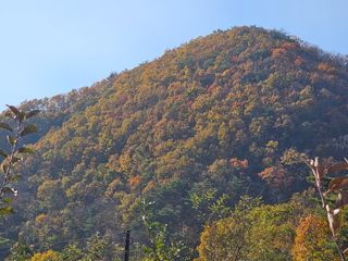 방재복님의 사과 · 영농일지 작성글 사진
