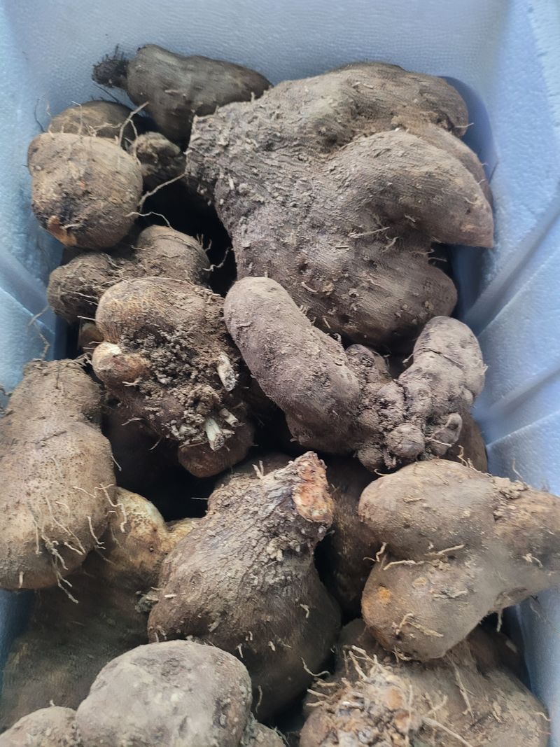 장터 상품 [둥근마1kg] 썸네일