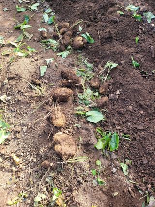 사과농사님의 작성글 사진