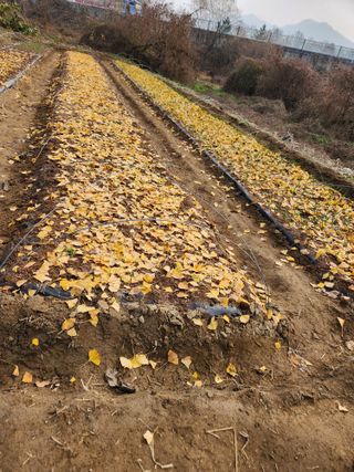 이동호님의 마늘 · 영농일지 작성글 사진