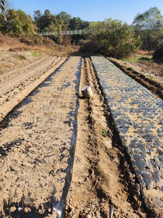 이동호님의 마늘 · 영농일지 작성글 사진