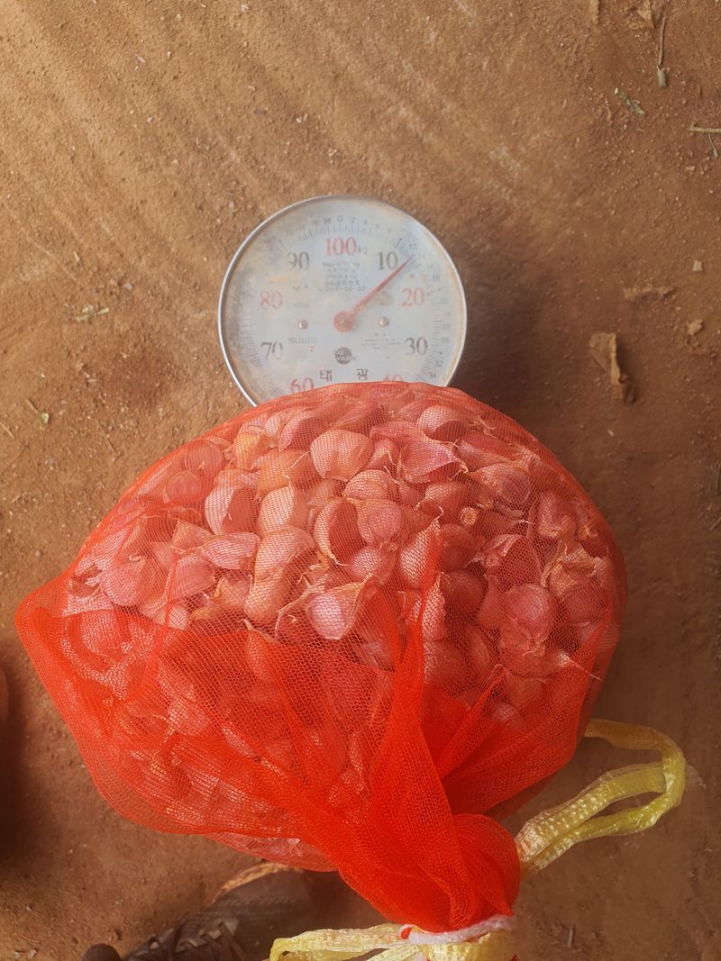 그린팜님의 장터 판매 상품 [무안쪼갠마늘12kg] 첨부 사진