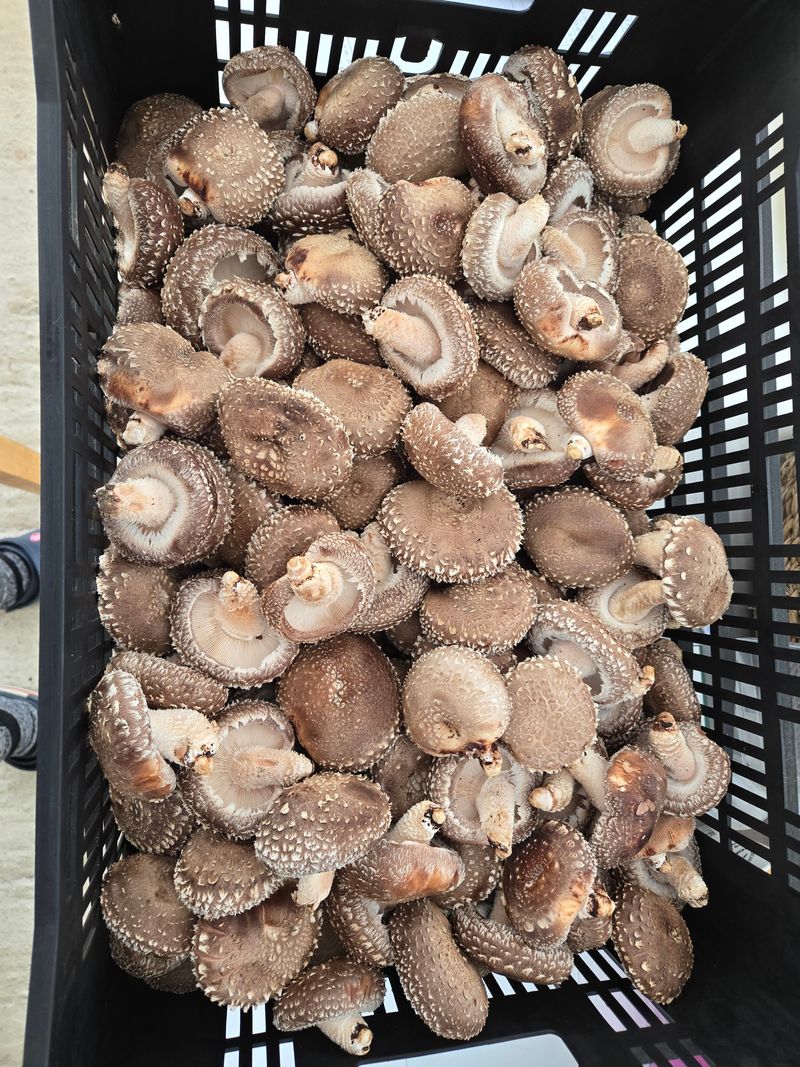 인더숲 님의 장터 판매 상품 [유기농 참나무 원목표고버섯 1kg ] 첨부 사진