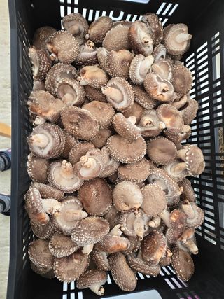 인더숲 님의 작성글 사진