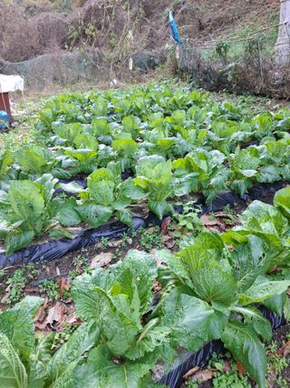 박정미님의 배추 · 영농일지 작성글 사진