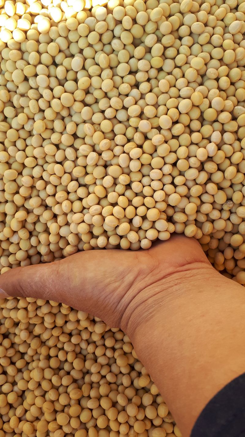 장터 상품 [메주콩8키로] 썸네일