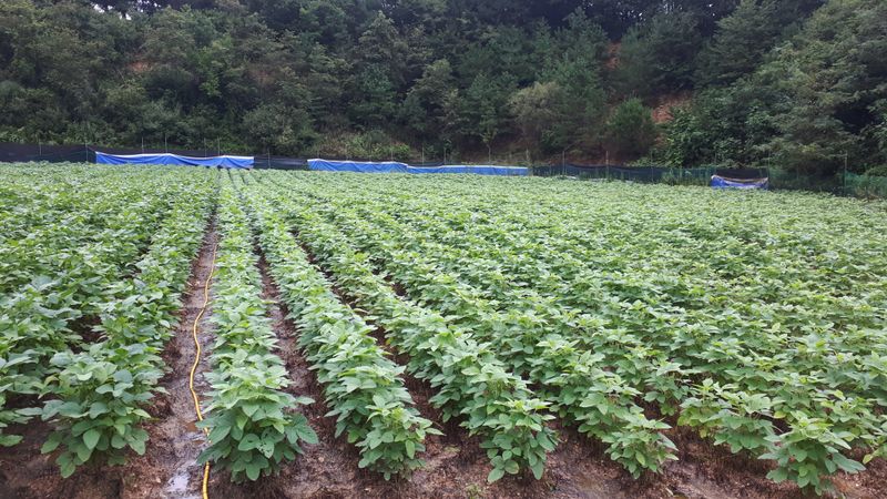 생명샘님의 장터 판매 상품 [메주콩8키로] 첨부 사진