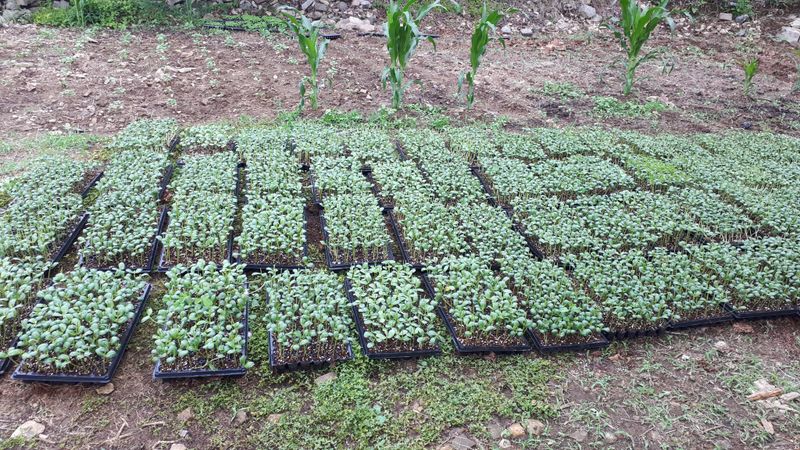 생명샘님의 장터 판매 상품 [메주콩8키로] 첨부 사진