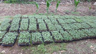 생명샘님의 작성글 사진