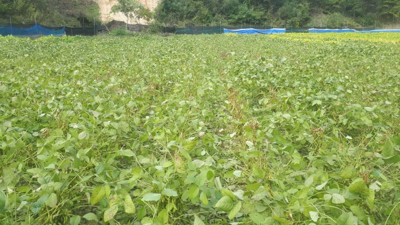 생명샘님의 장터 판매 상품 [메주콩8키로] 첨부 사진