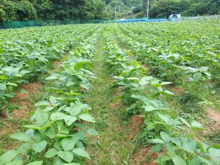 생명샘님의 작성글 사진