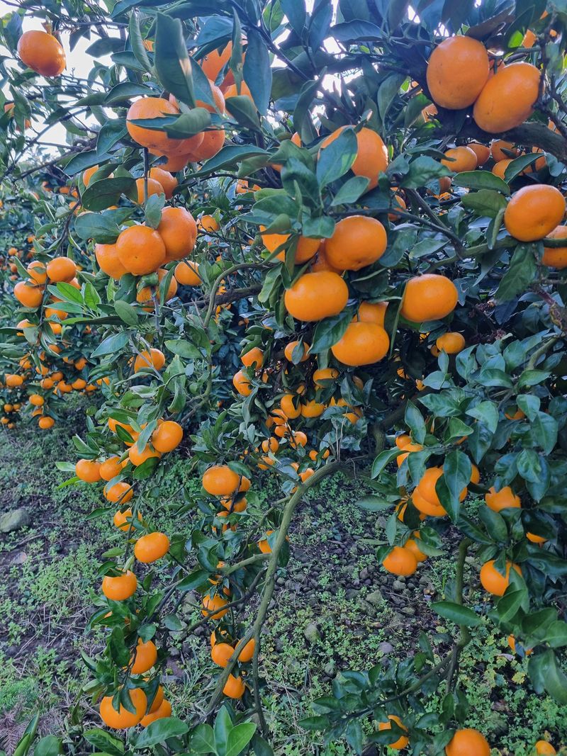 장터 상품 [조생귤 ] 썸네일