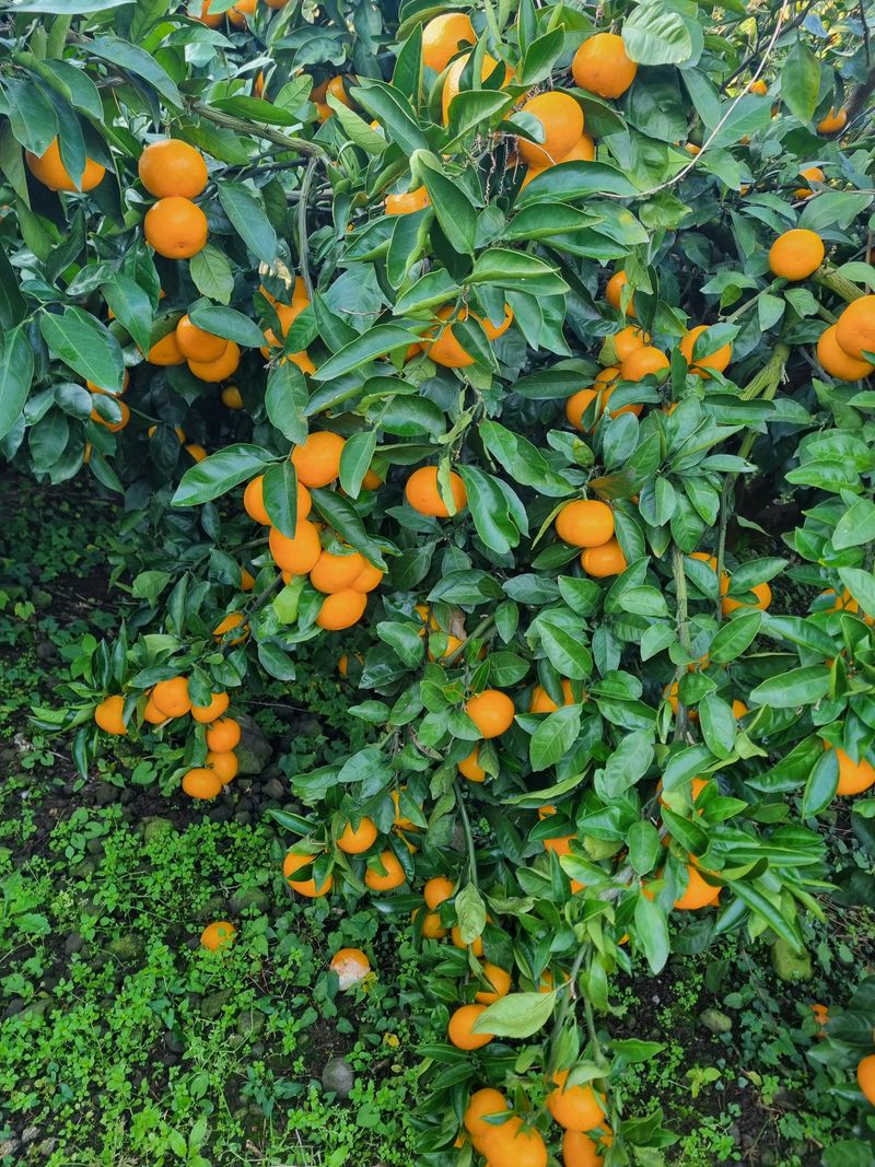 부금리(금강농원)님의 장터 판매 상품 [조생귤 ] 첨부 사진
