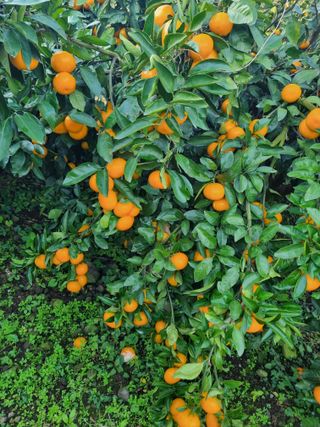 부금리(금강농원)님의 작성글 사진