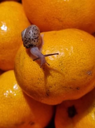 부금리(금강농원)님의 작성글 사진