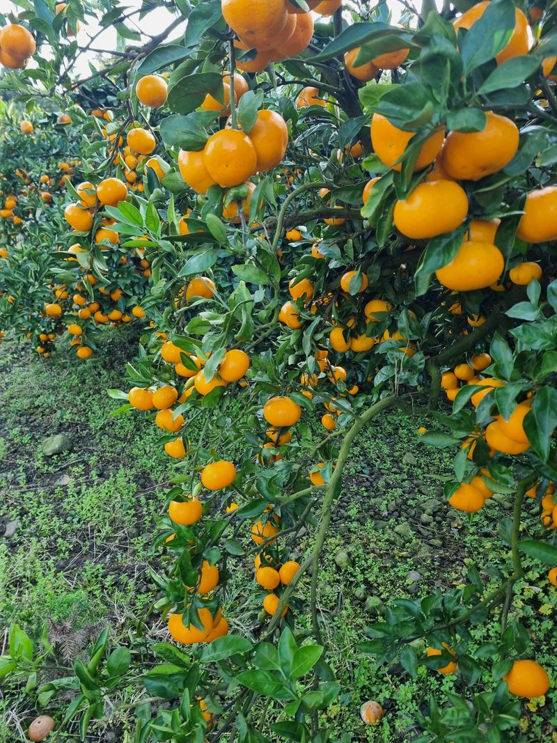 부금리(금강농원)님의 장터 판매 상품 [조생귤 ] 첨부 사진