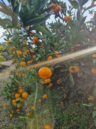 부금리(금강농원)님의 작성글 사진