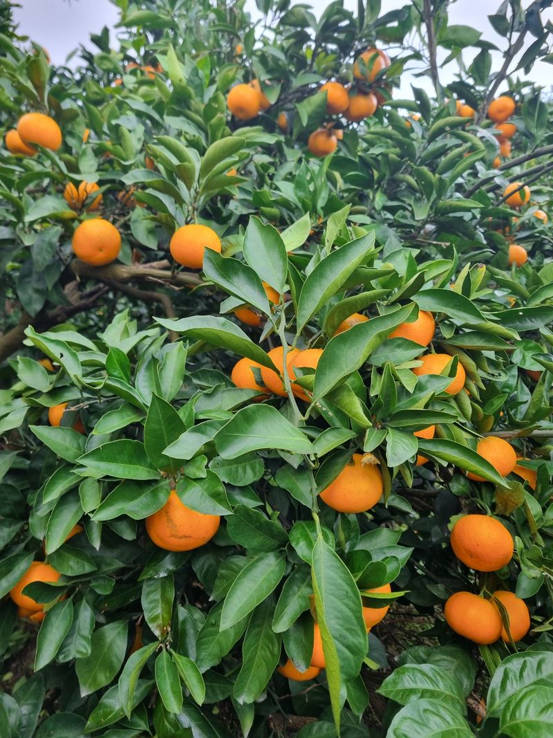 부금리(금강농원)님의 장터 판매 상품 [조생귤 ] 첨부 사진