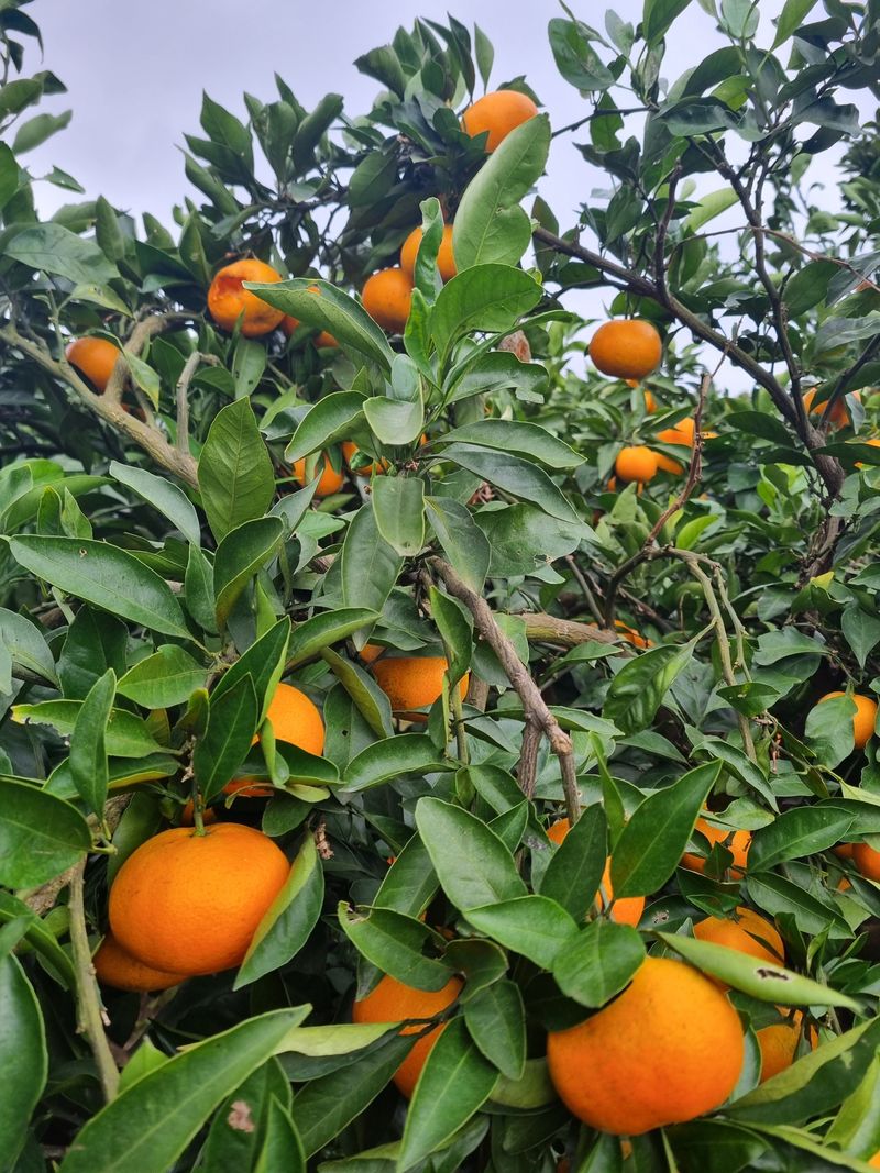 부금리(금강농원)님의 장터 판매 상품 [조생귤 ] 첨부 사진