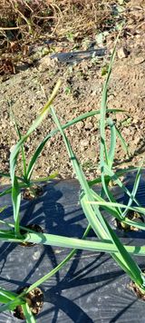 팜모닝 마늘·병해충상담 게시글 이미지