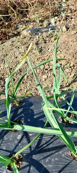 이형모님의 마늘 · 병해충상담 작성글 사진