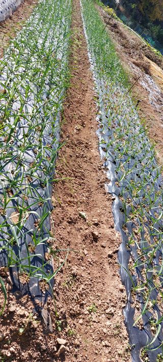 이형모님의 마늘 · 병해충상담 작성글 사진