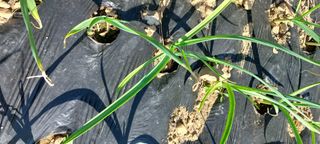 이형모님의 마늘 · 병해충상담 작성글 사진