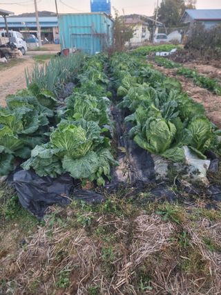 황금알대박농원!님의 자유주제 · 자유게시판 작성글 사진