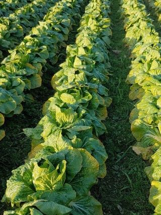 방촌대장님의 자유주제 · 자유게시판 작성글 사진