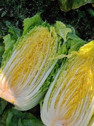 방촌대장님의 자유주제 · 자유게시판 작성글 사진