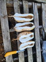 팜모닝 농사, 무엇이든 물어보세요!·참여글 게시글 이미지