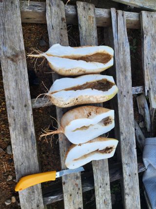 또롱이아빠님의 농사, 무엇이든 물어보세요! · 참여글 작성글 사진